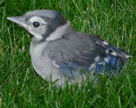 Baby Blue Jay Bird Blue Ridge Wildlife Center Patient Of The Week: