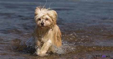 Havanese Dog Price In India 2024 | Havanese Dog - Best For Pets