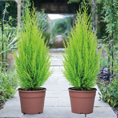 Buy Italian Cypress Tree Conifer Wilma Outdoor Garden Easy to Grow ...
