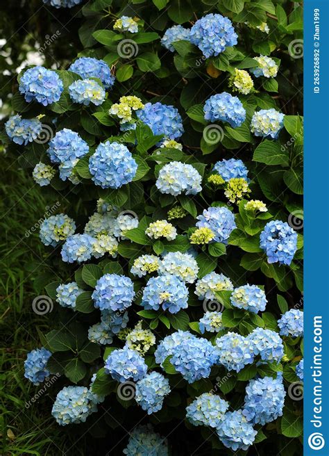Blue Bigleaf Hydrangea Hydrangea Macrophylla Bush with Flowers in a ...