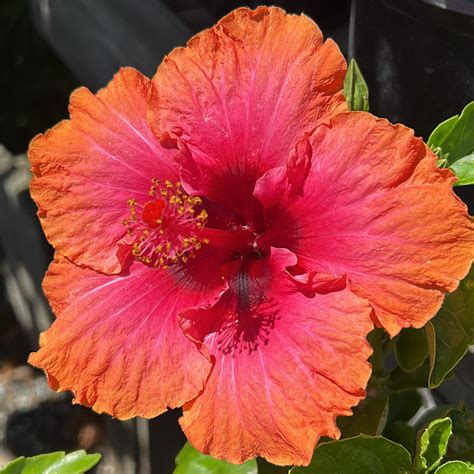 The Gray Barn Nursery (@graybarnnursery) • Instagram photos and videos