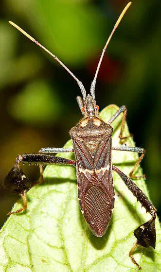 Image result for Bug Exploding