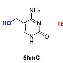 DNA Modification 的图像结果