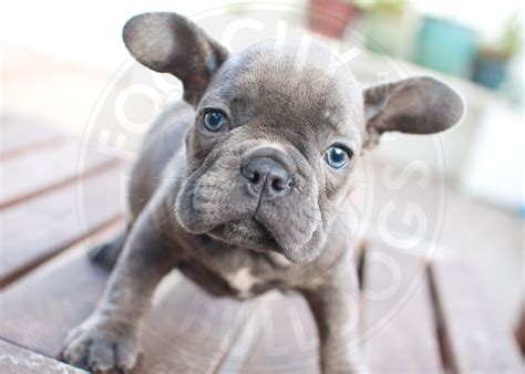 Gray French Bulldog With Blue Eyes