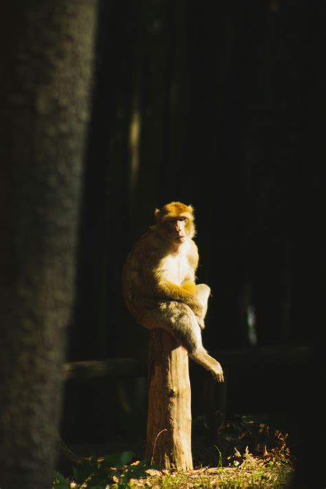 Code Monkey Animation 的图像结果