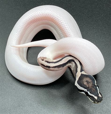Image result for Axanthic Pied Ball Python