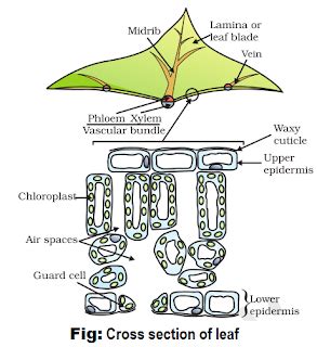 Notes of Ch 6 Life Process Part-I| Class 10th Science - Amresh Academy