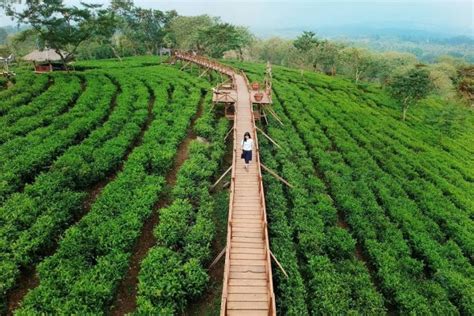 wisata kebun durian di jawa tengah