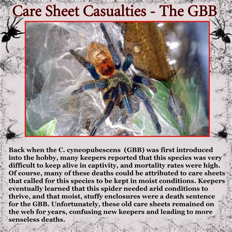 tarantula care sheets | Tom's Big Spiders