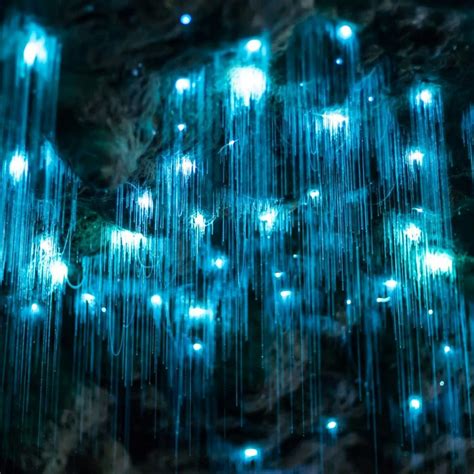 Hop on Hop off Tour with Glow Worm Caves Experience in Brisbane | Pelago