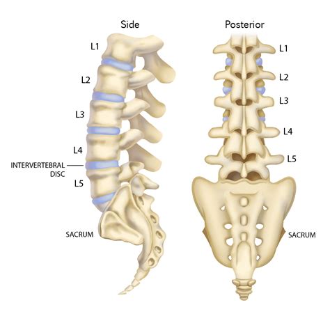 Thoracic And Lumbar Spine - All You Need To Know