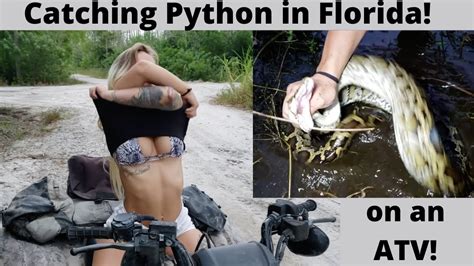 Image result for Catching Python's