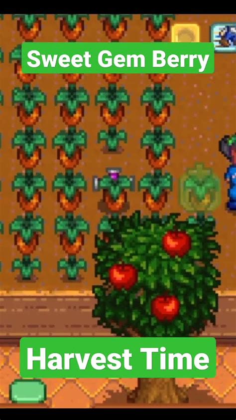 Greenhouse Full of Sweet Gem Berry in Stardew Valley #stardewvalley # ...