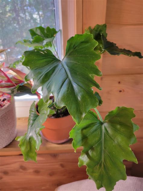 Home depot labeled it as "low light house plant" with no other info ...