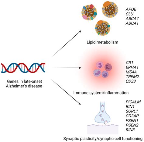 Shared Risk Factors between Dementia and Atherosclerotic Cardiovascular Disease - phases of alzheimer's disease
