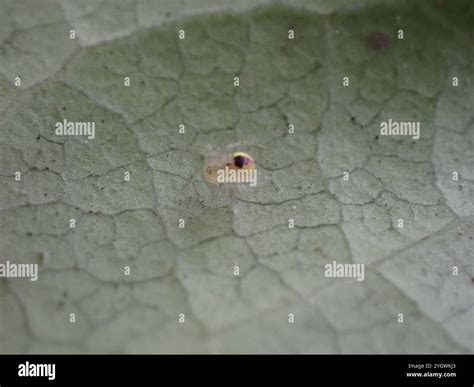 Comb-footed Spiders (Theridiidae Stock Photo - Alamy