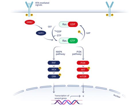 Bi 1823911 Kras G12c Inhibitor Clinical Trial