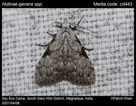 Nolinae-genera spp. | Moths