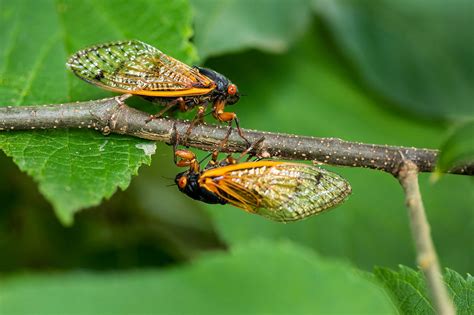 What happens when the cicadas die? Stinky mess makes good compost.