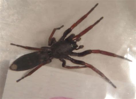 White Tailed Spider | Spiderzrule | Australia