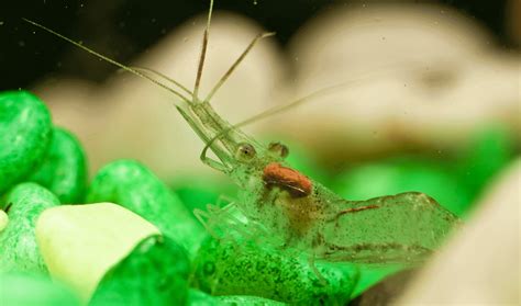 What Do Ghost Shrimp Eat? Complete Guide to Feeding Ghost Shrimp ...
