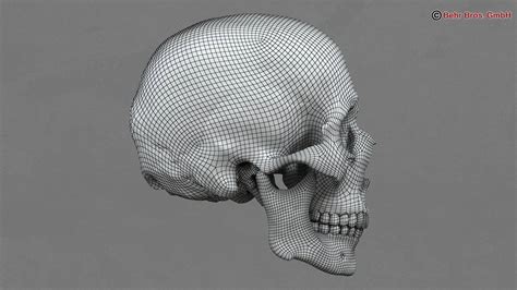 Human Skull 3d Model 3D Model - FlatPyramid