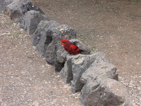 Cat Rescuing, Sunderland: LANZAROTE: ENCOUNTERS WITH ANIMALS PART 2 --GUINATE WILDLIFE PARK