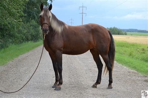 Kentucky Mountain Saddle Horse Breed Profile Fun Facts - Mammal Age