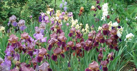 Image result for Iris Form Classification Example