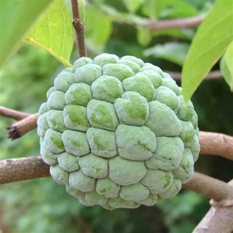 Buy Green Custard Apple Plants for Delicious and Nutritious Fruits ...