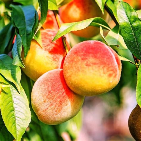 Buy 5 Gal. Belle of Georgia Peach Tree Online | Ubuy India