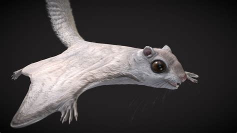 Flying Squirrel Wallpapers - Top Free Flying Squirrel Backgrounds ...