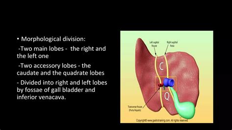 Caudal Lobe Of Liver