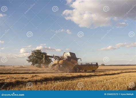 Wheat Harvesting in the Summer Season by a Modern Combine Harvester ...