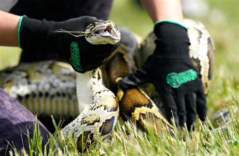 Robot Rabbits the Latest Tool in Florida Battle to Control Invasive ...