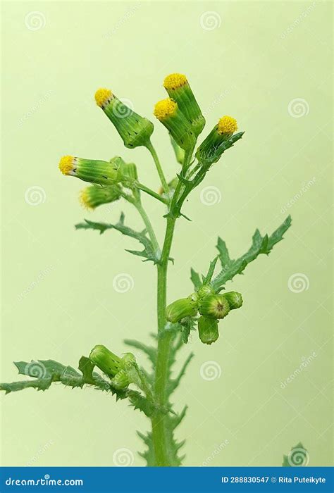 Common Groundsel (Senecio Vulgaris) Stock Image - Image of ragwort, asteraceae: 288830547