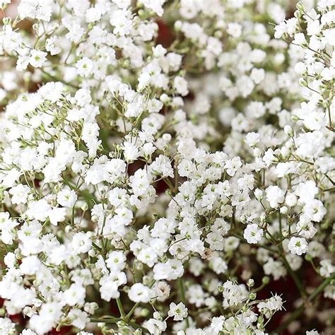 350 White Baby's Breath Seeds for Planting Newly Harvested, Beautiful ...