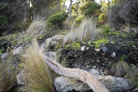 Earth Dirt 的图像结果