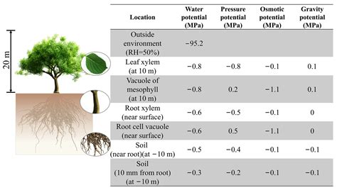 Water Potential Potato Tissue