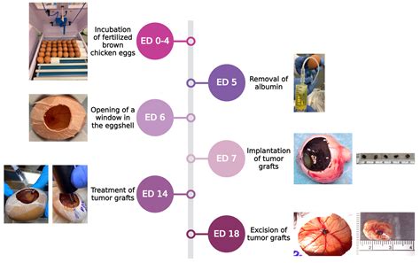 Electroporation with Calcium or Bleomycin: First Application in an In ...
