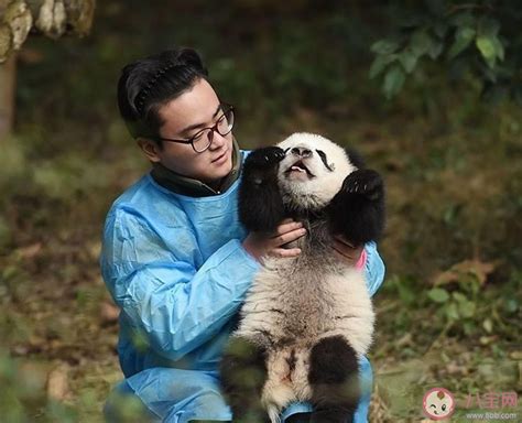 招聘大熊猫饲养员数百份简历零录取是怎么回事 怎样才能成为大熊猫饲养员 _八宝网