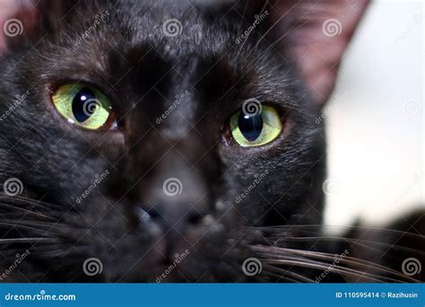 Black cats eye staring stock photo. Image of macro, glowing - 110595414