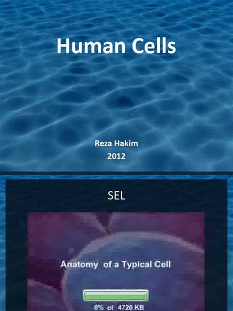 Image result for Human Cell Types and Functions