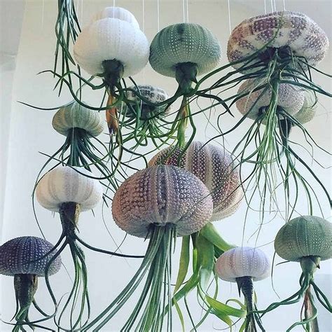 Air Purifying Hanging Air Plant - Floating Jellyfish Sea Urchin Shell ...