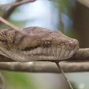 Image result for Catching Amethystine Python's
