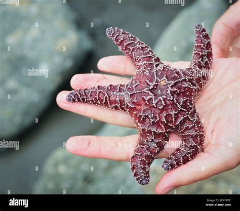Starfish Pisaster Ochraceus