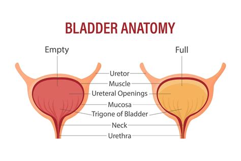 Full and empty bladder. Urinary bladder with urine. Anatomy of the ...