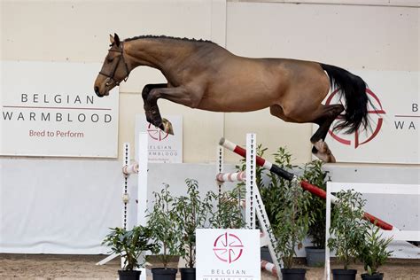 El Barone 111-zoon Volcan veilingtopper Young Horses Auction | Belgian ...