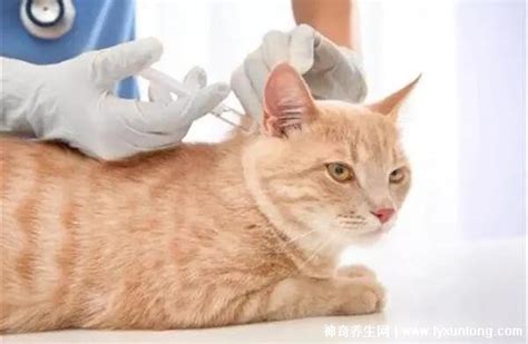 猫咬出血狂犬病几乎为0，10种图片猫抓破皮不需要打针 — 神奇养生网