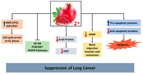 Preventive and Therapeutic Effects of Punica granatum (Pomegranate) in ...